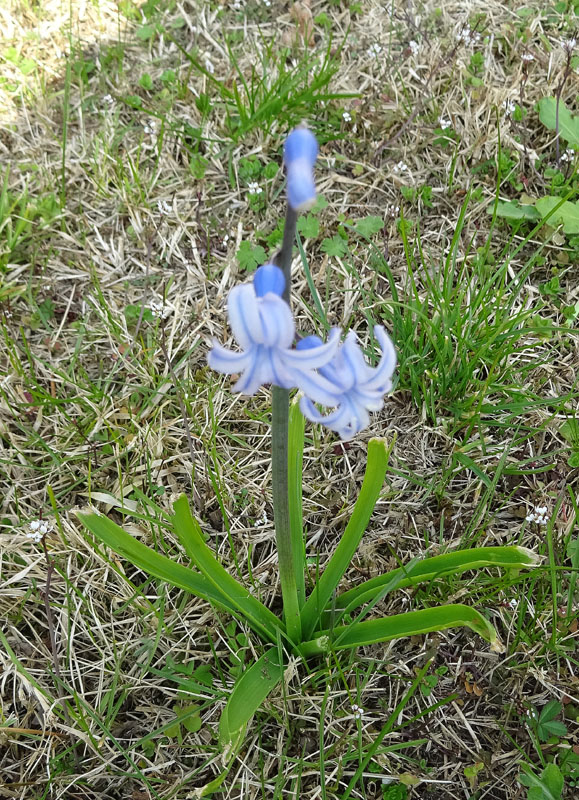 Hyacinthus orientalis - Liliaceae